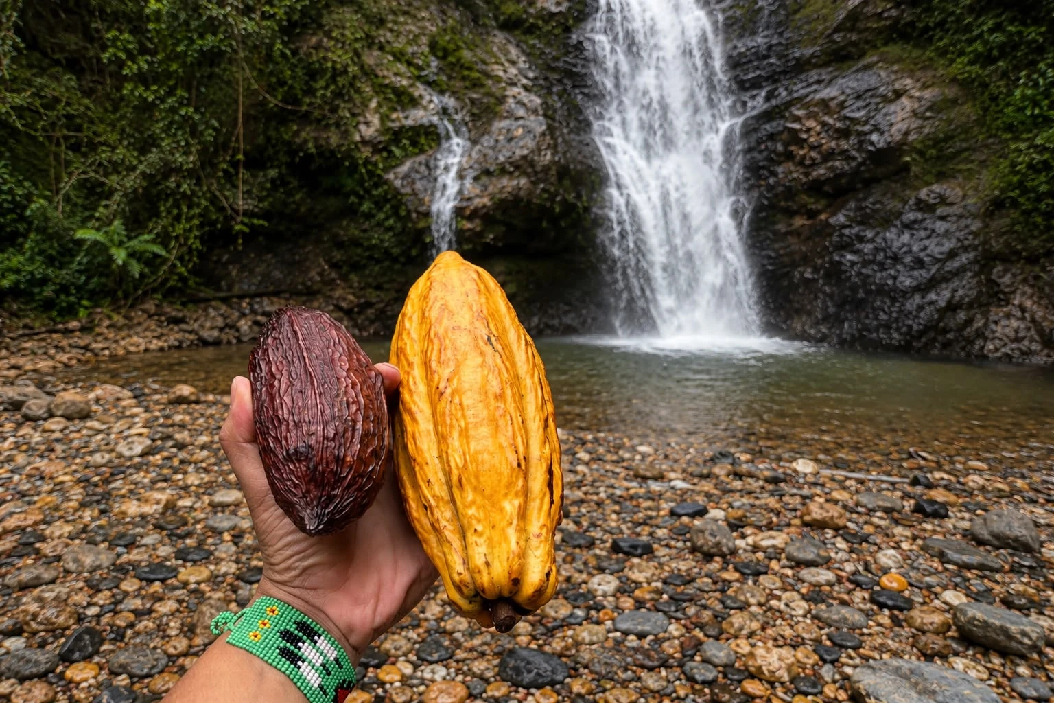 Cacao