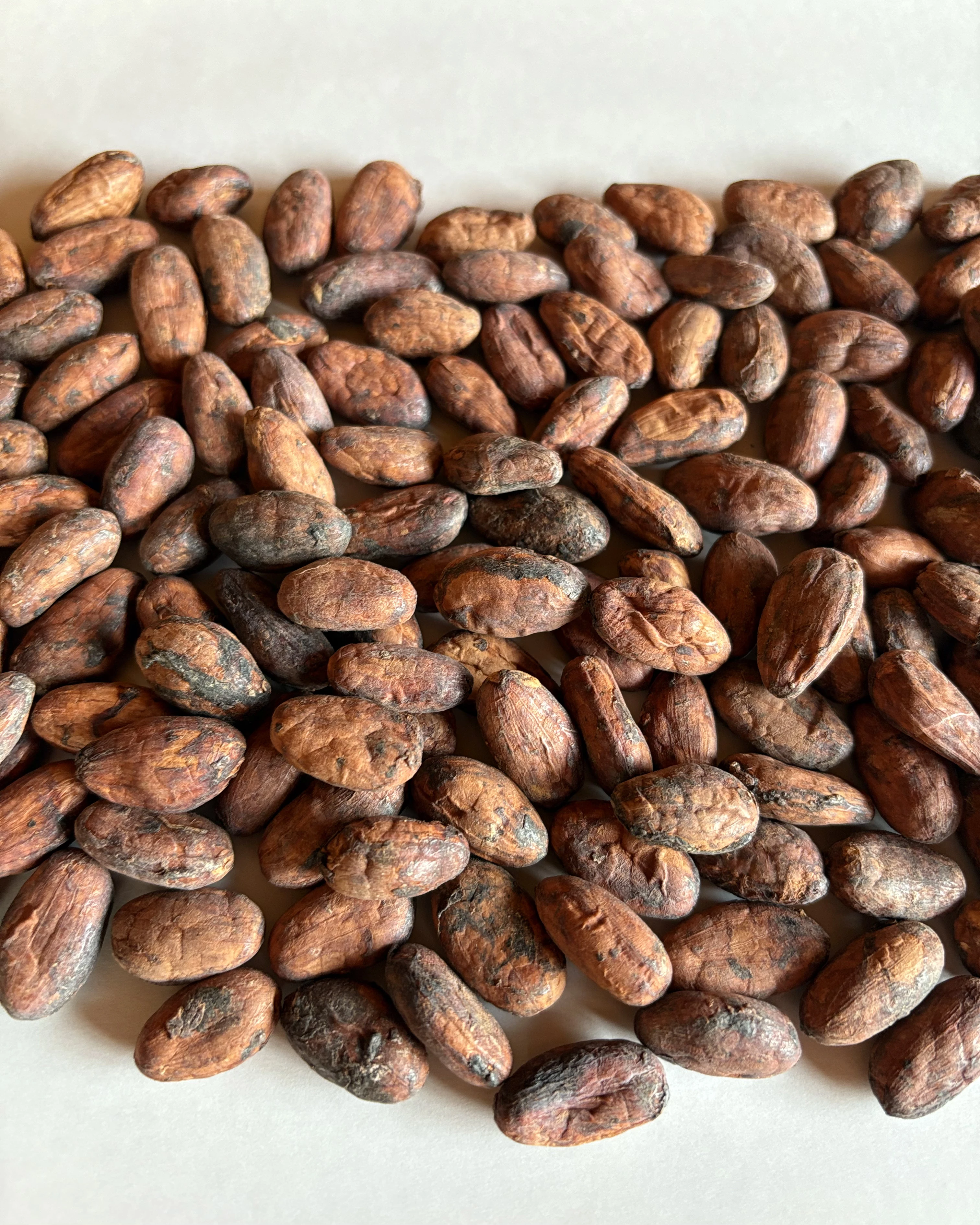 Grano de cacao