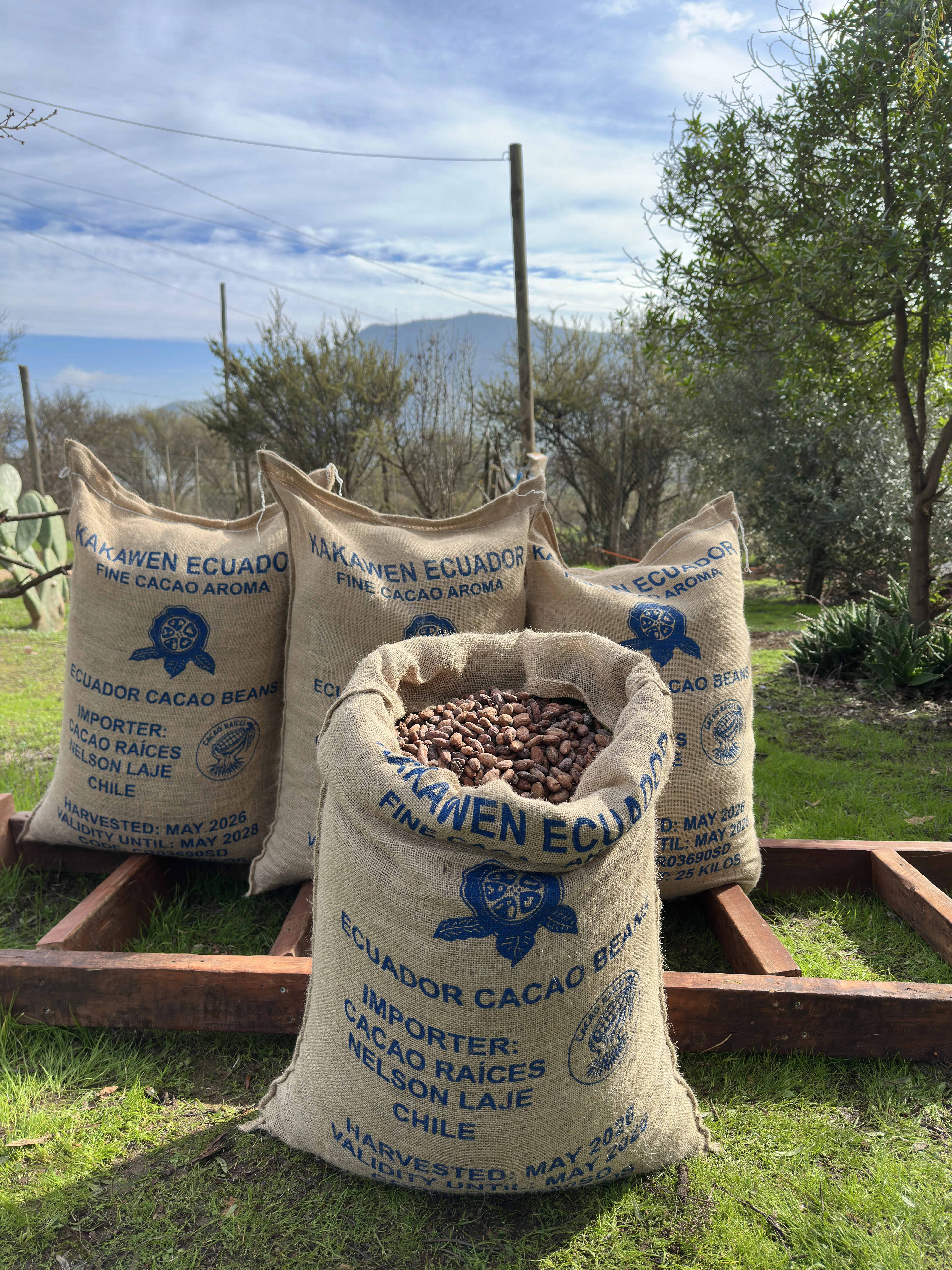 Grano de cacao ceremonial 500 g